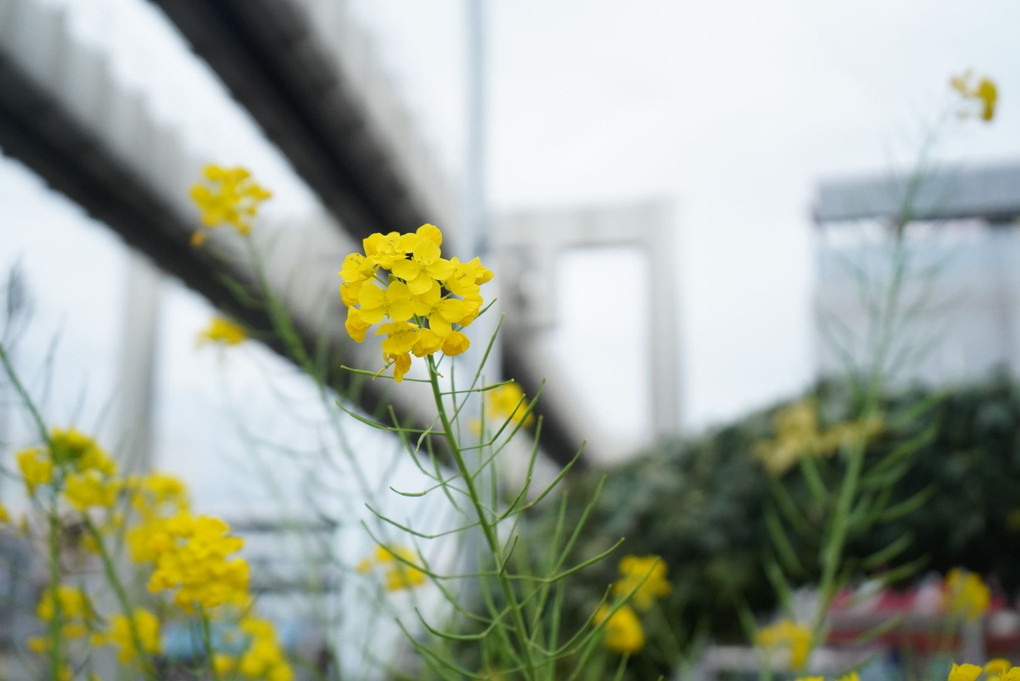 都会の花