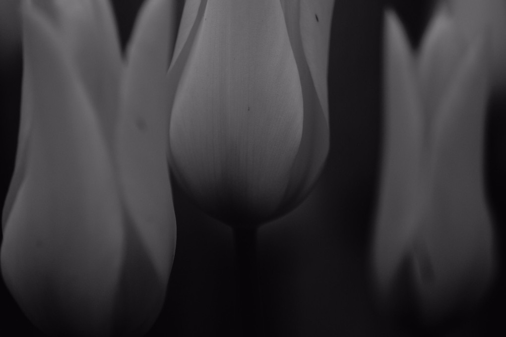 die Tulpe