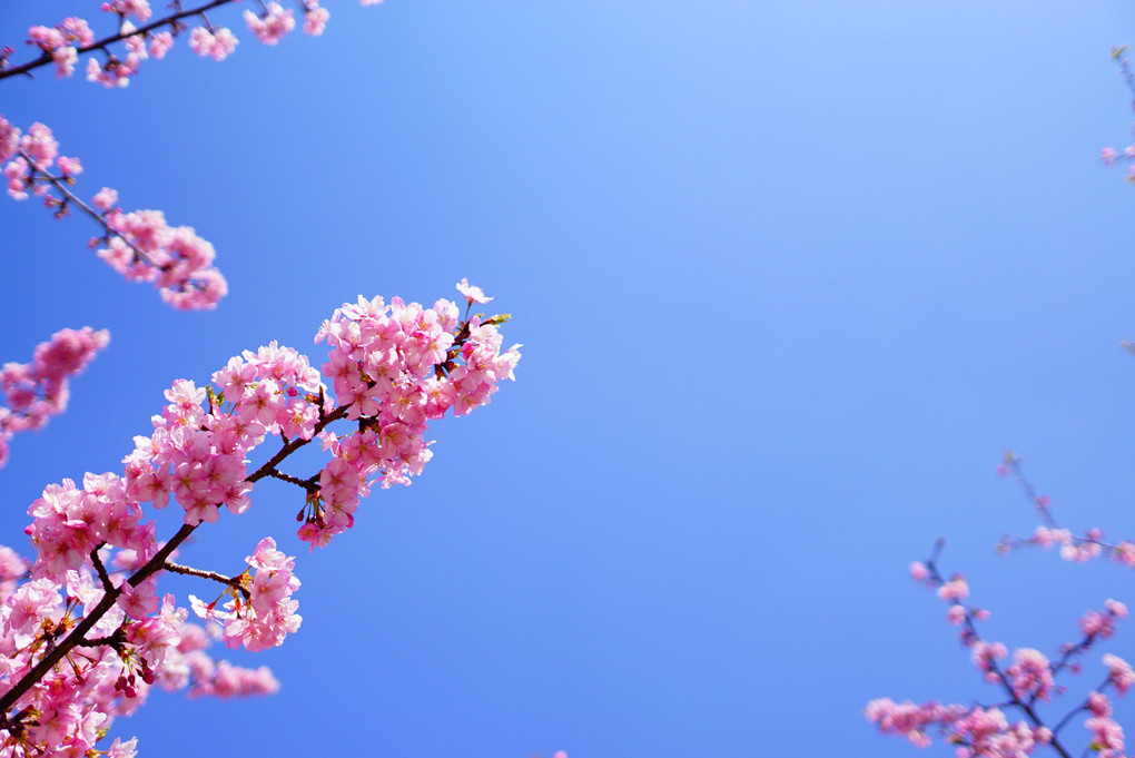 2月の桜