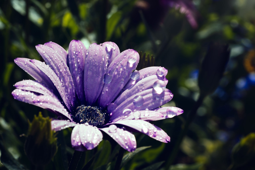 水に濡れる紫の花
