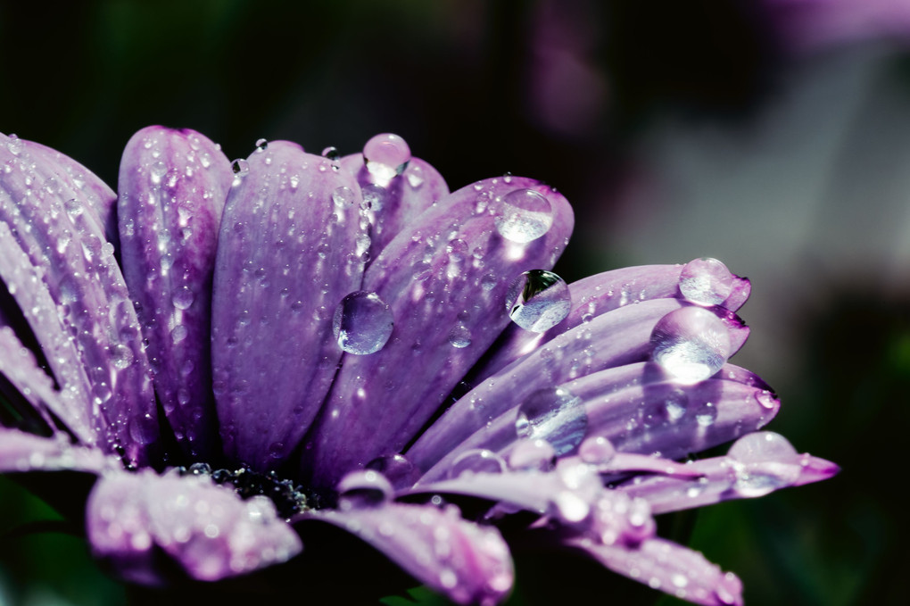 水に濡れる紫の花