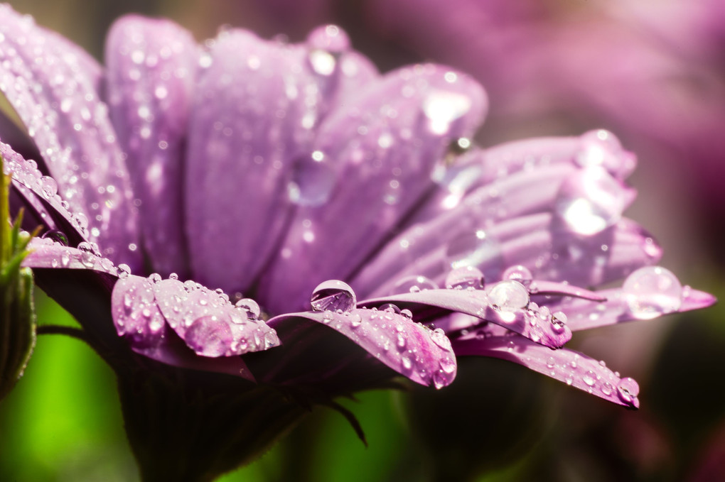 雨上がりの光と雫