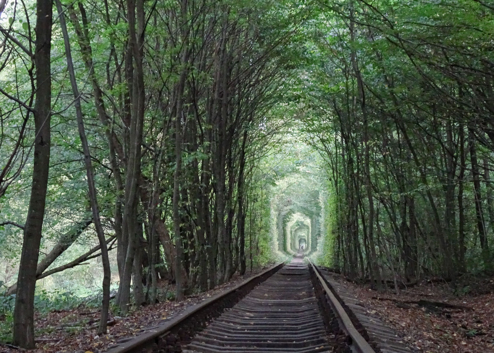緑のトンネル
