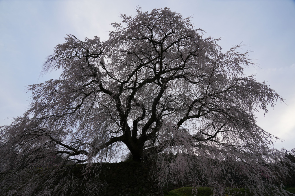 樹齢３００年ともいわれる、又兵衛桜