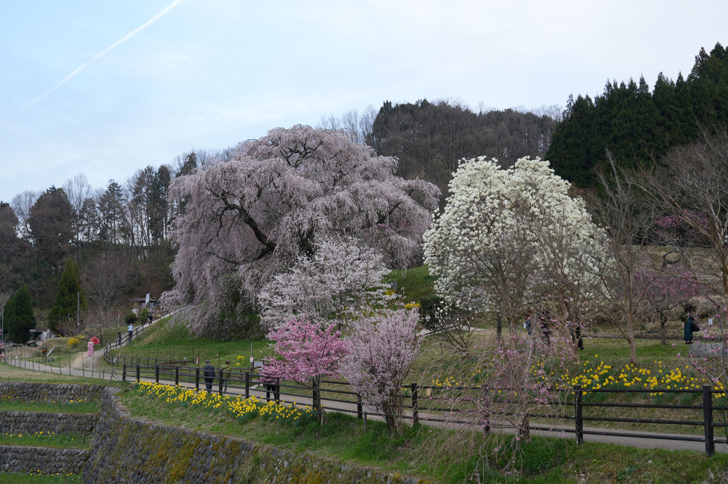 樹齢３００年ともいわれる、又兵衛桜