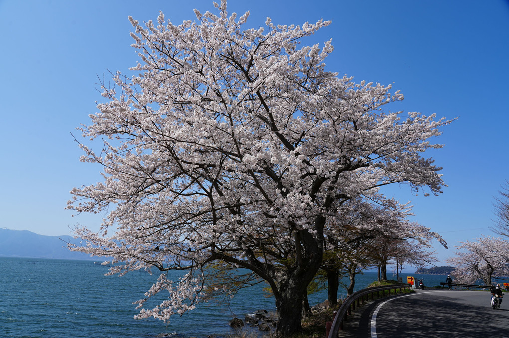琵琶湖岸桜満開