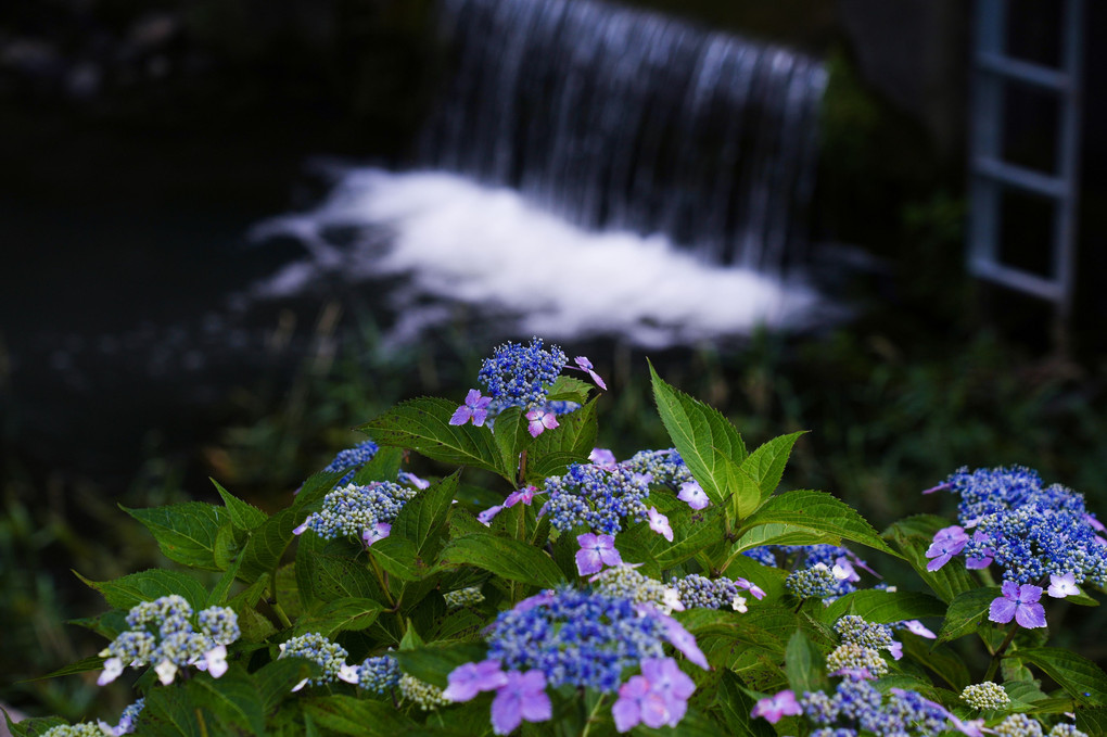 水辺の紫陽花