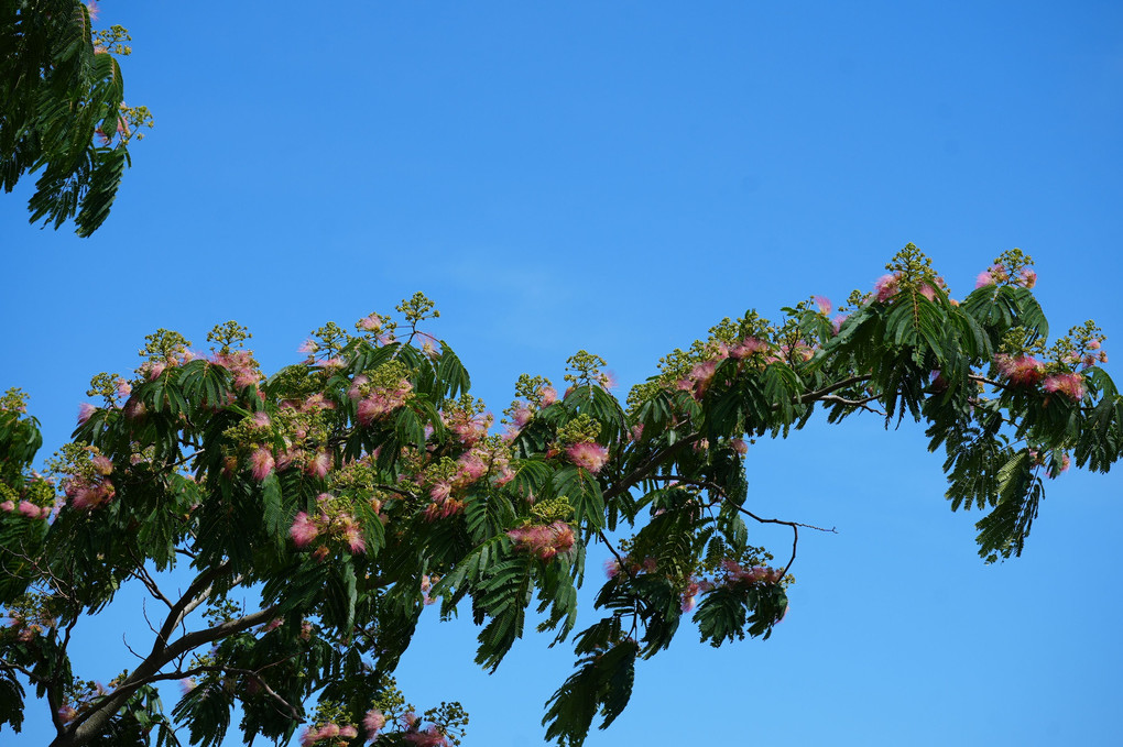 青空にピンクのねむの木の花