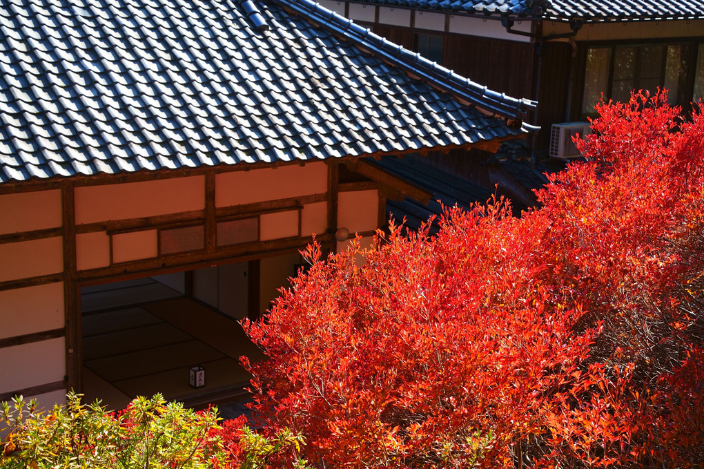 但馬安国寺のドウダンツツジ紅葉