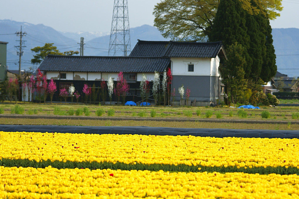 「春の富山は美しい！」その2