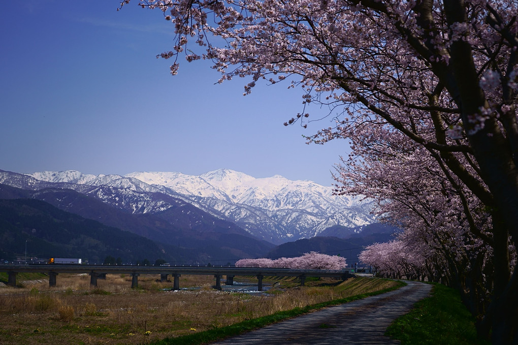 「春の四重奏」・小川橋方向から見た冠雪の北アルプス！