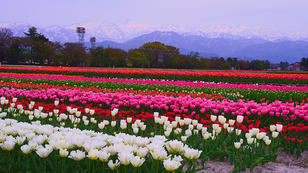 春になったら富山に行こう！「入善フラワーロード会場より」