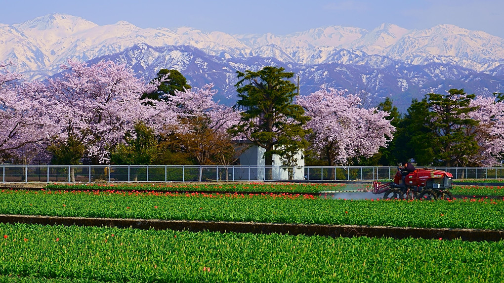 「令和４年・春の富山は美しい！」