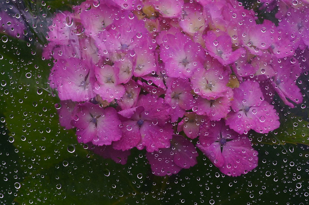 「こぼれ雨！」