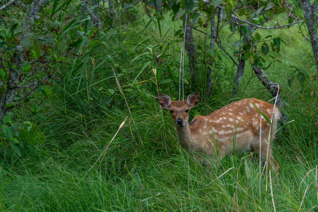 『これぞ 北海道！』釧路湿原で出会った子鹿－恩根内木道－