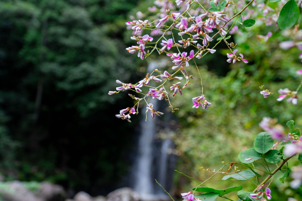 渓谷にひっそりと咲く木萩 ～竜吟峡「一の滝」を背に