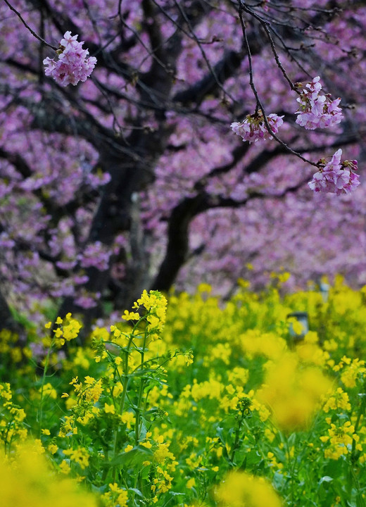 河津桜と菜の花...