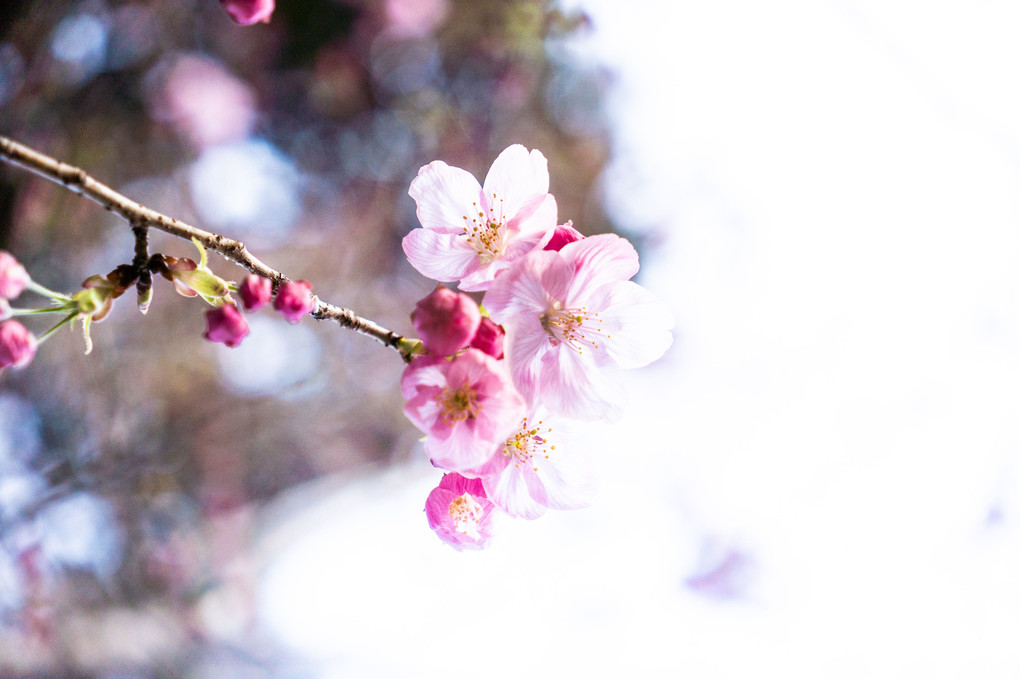 透明な桜色