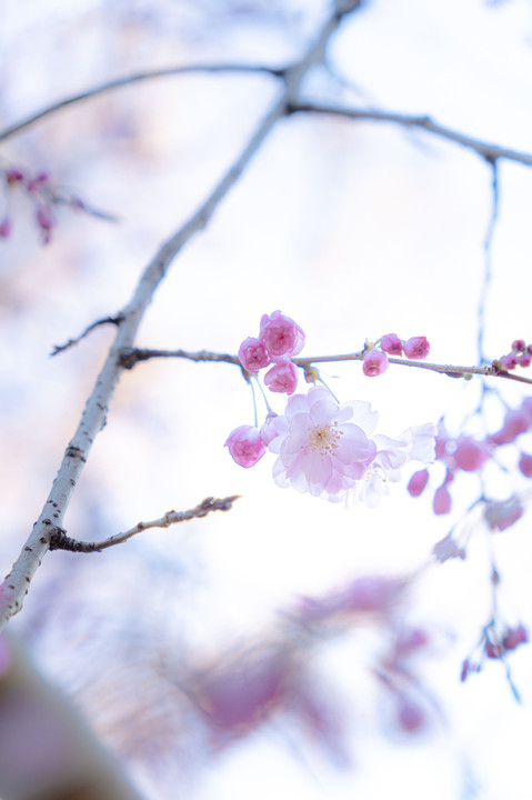 透明な桜色