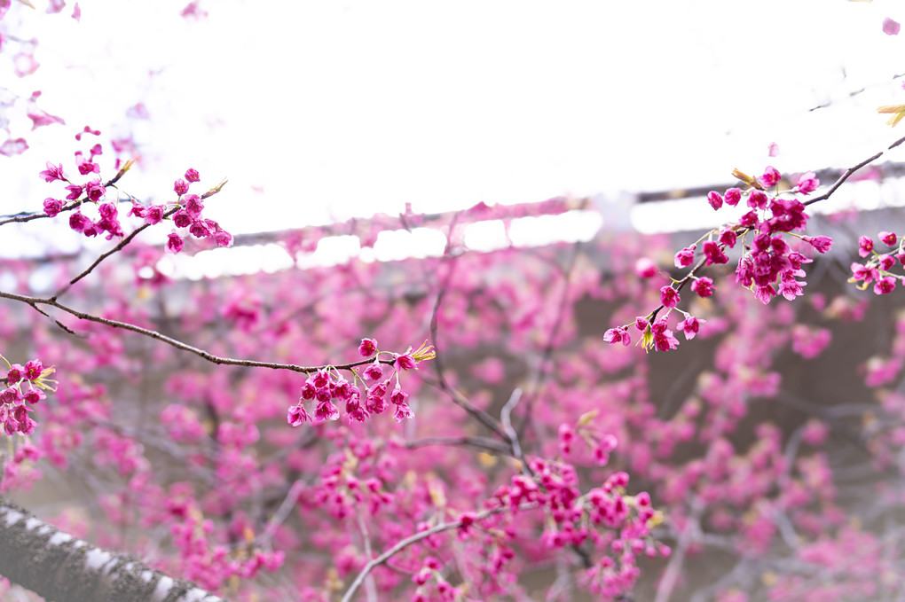 早咲の桜でこれからが待ち遠しい春