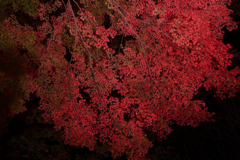 武蔵丘陵森林公園 紅葉見ナイト2021
