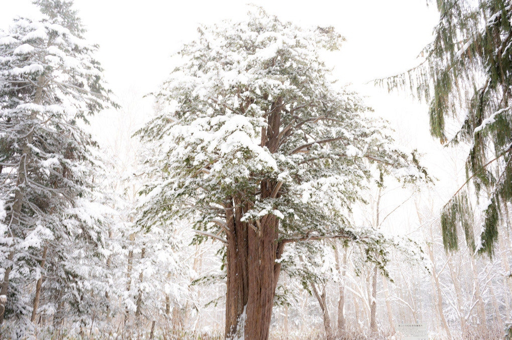 雪の神樹