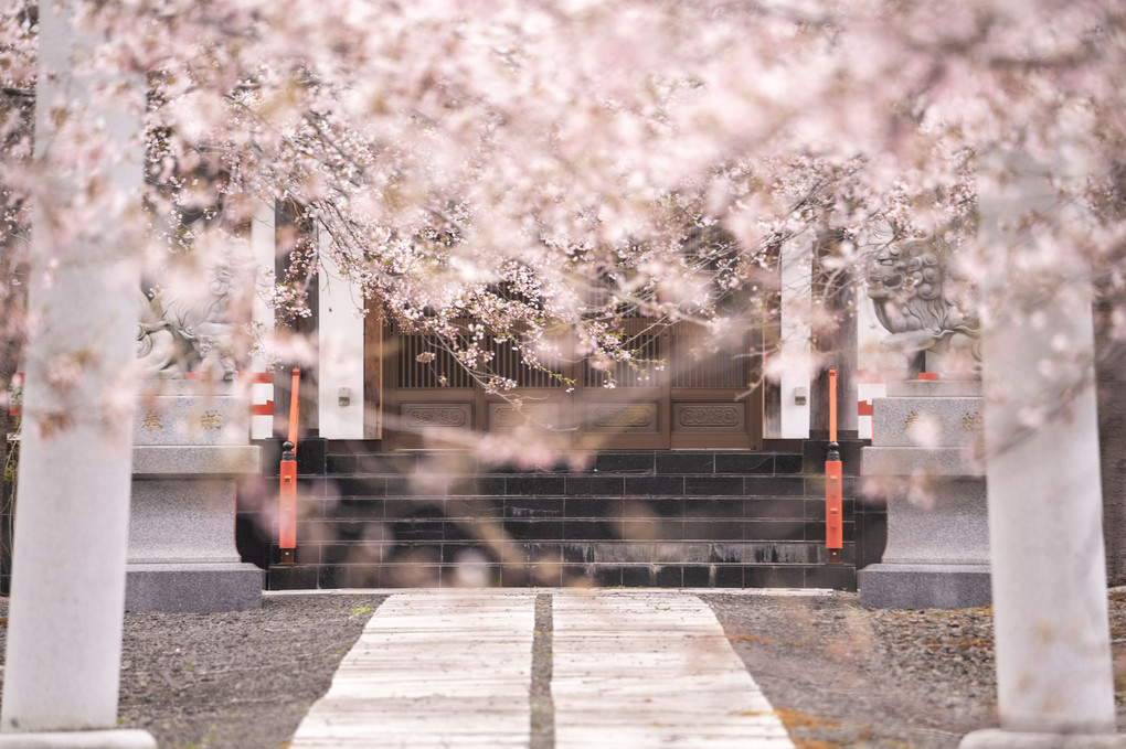 深桜