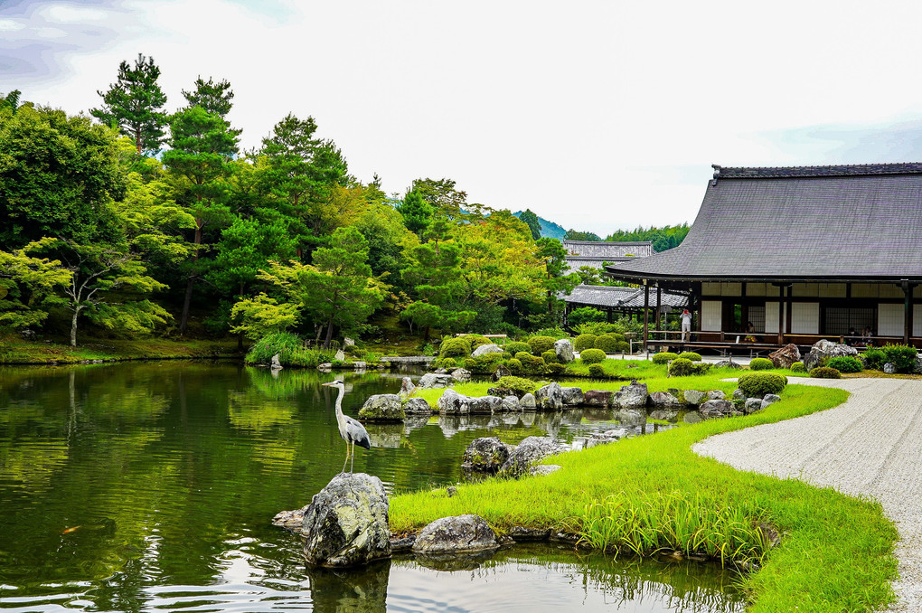 京都　大本山天龍寺