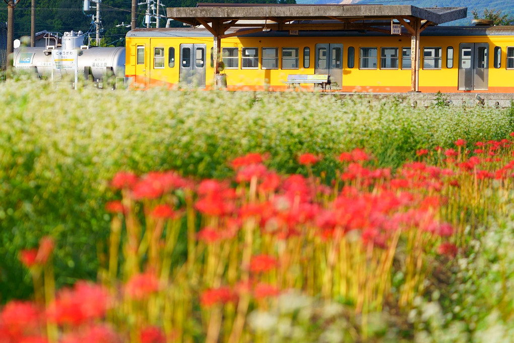 黄い電車と彼岸花