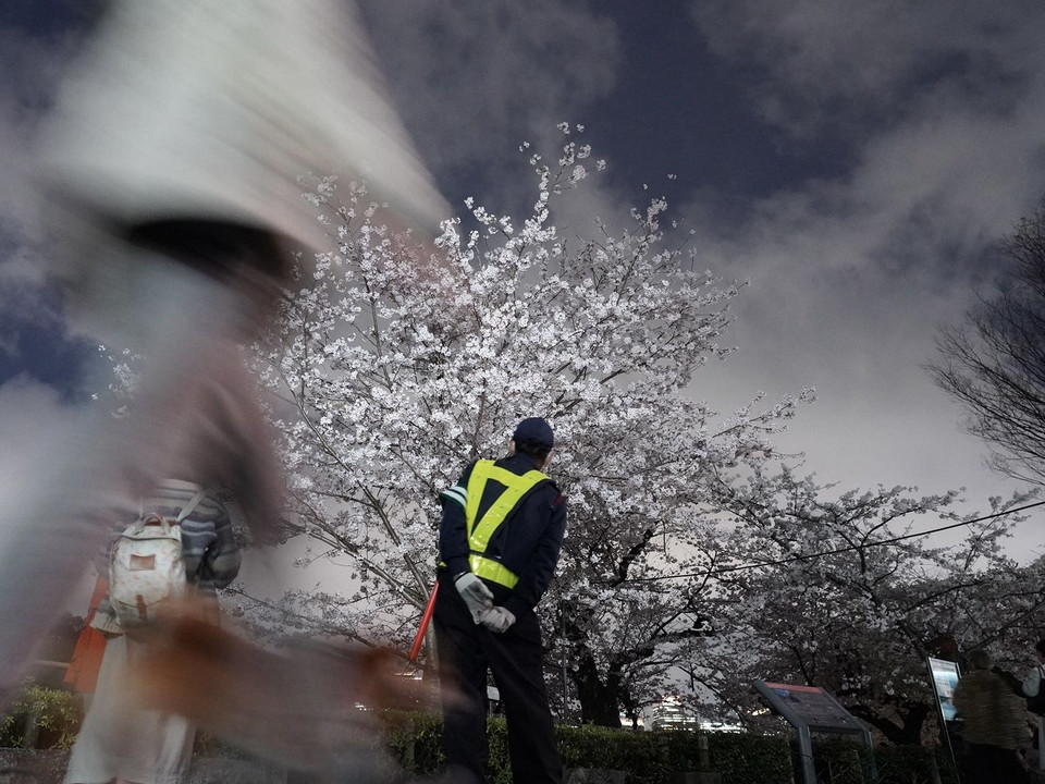 都会の桜道