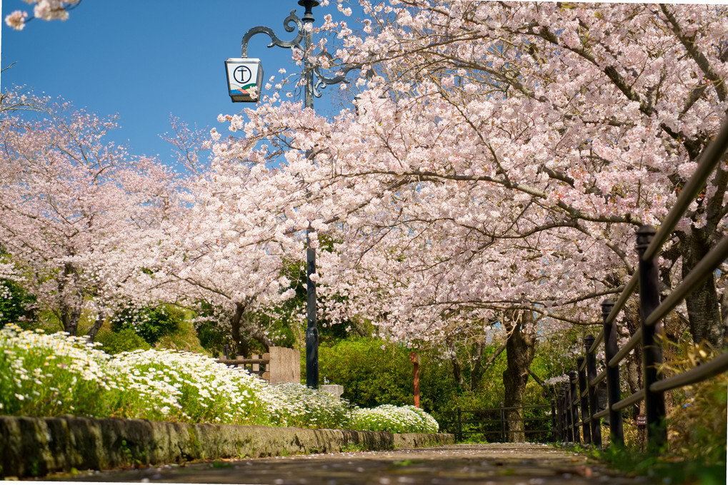 殉教公園の桜
