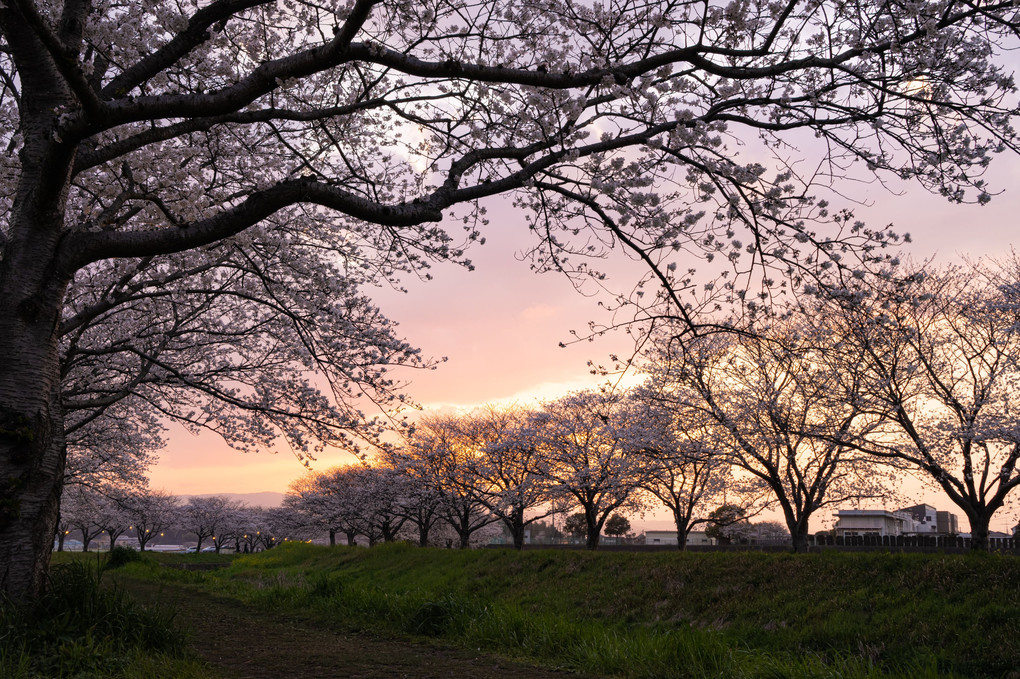 草場川の桜並木