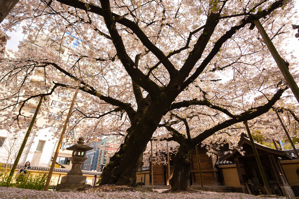 博多 東長寺の桜