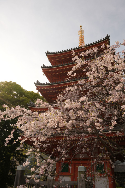 博多 東長寺の桜