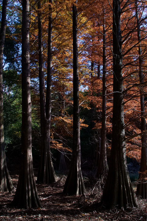 九大の森　autumn