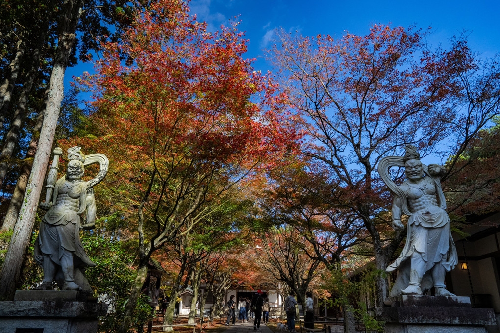 呑山観音寺の紅葉