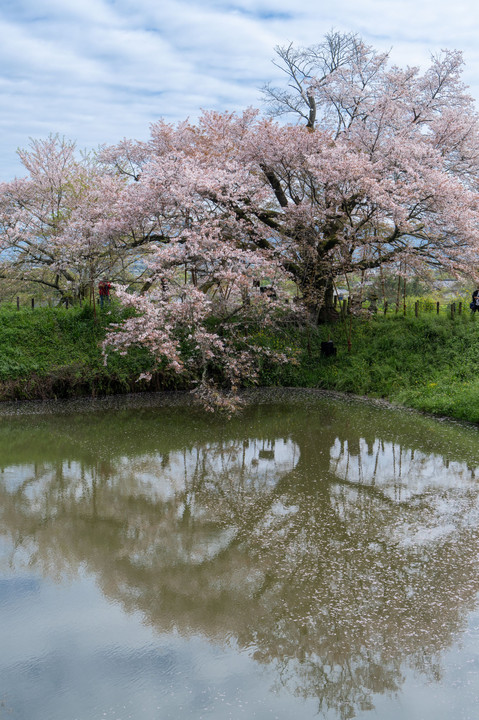 浅井の一本桜