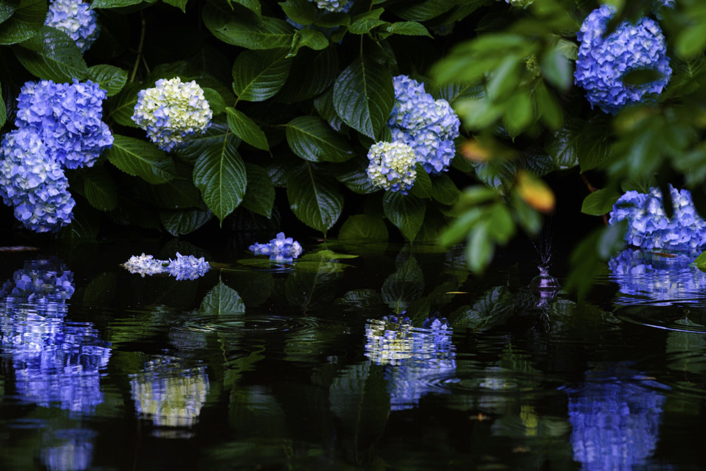 水辺の紫陽花