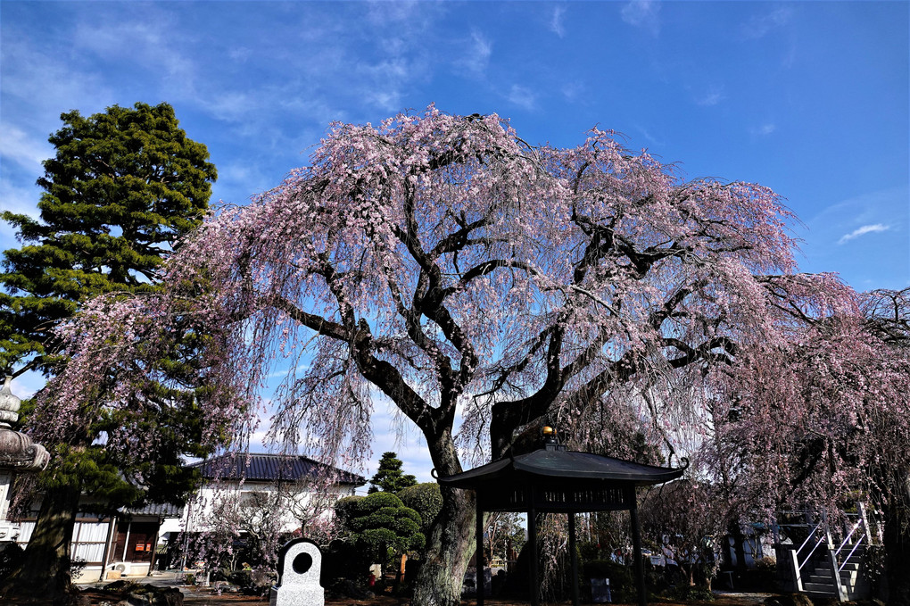 青空にそびえる枝垂れ桜