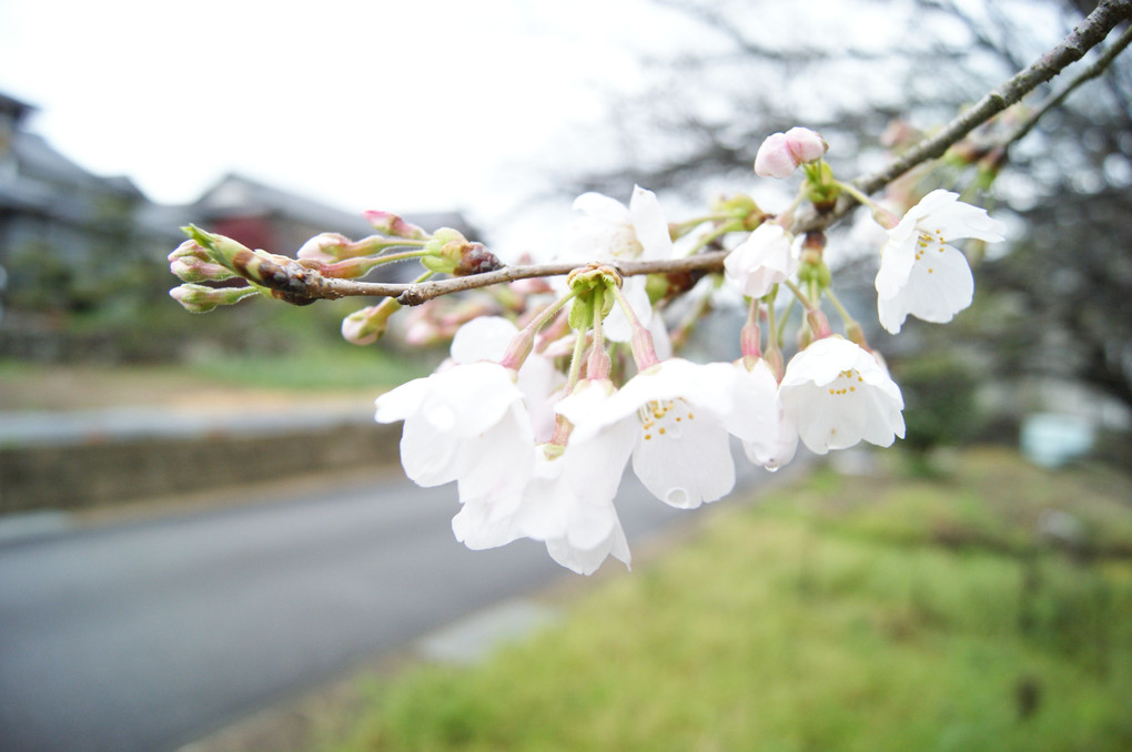 雨の桜