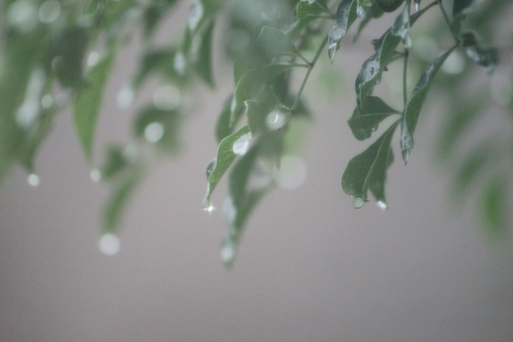 惜雨