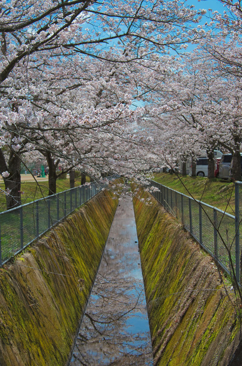 桜とすべり台