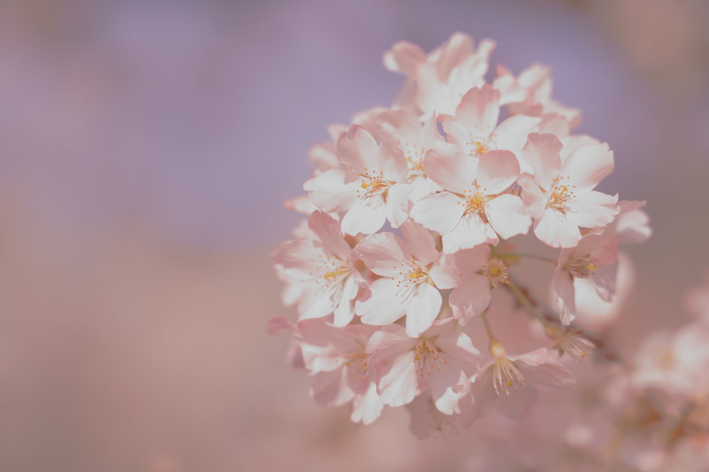 桜の想い出