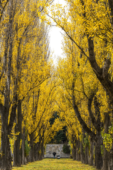 紅葉の公園