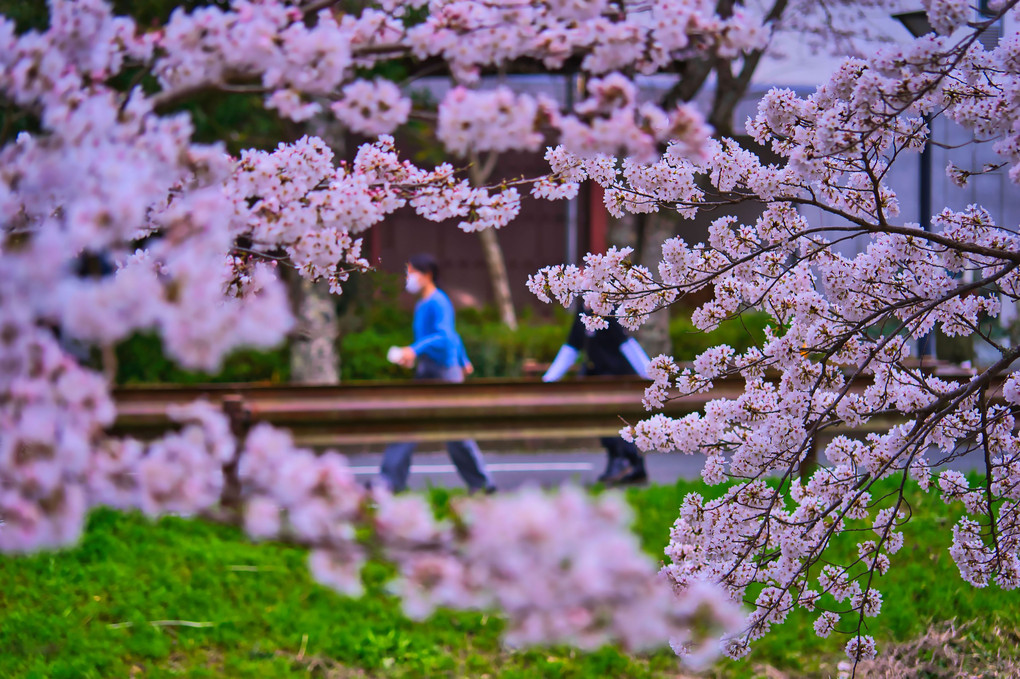 満開まじかの桜