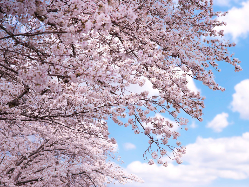 空にそよぐ桜