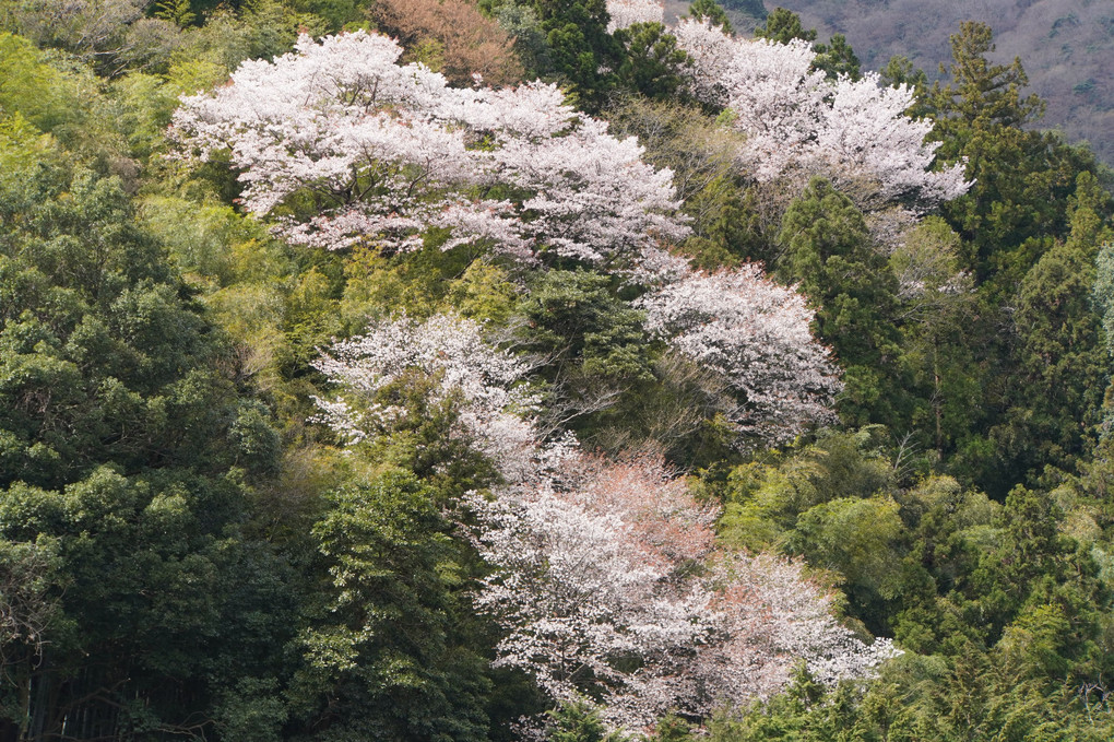 山中の桜03