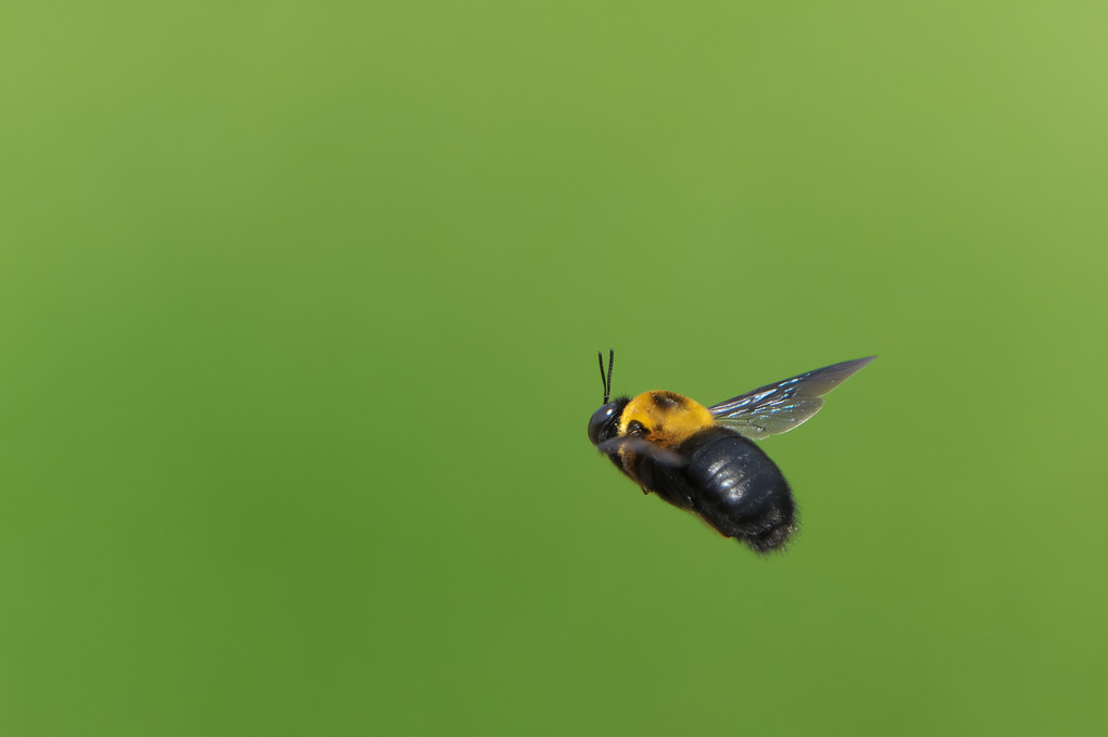 クマバチ