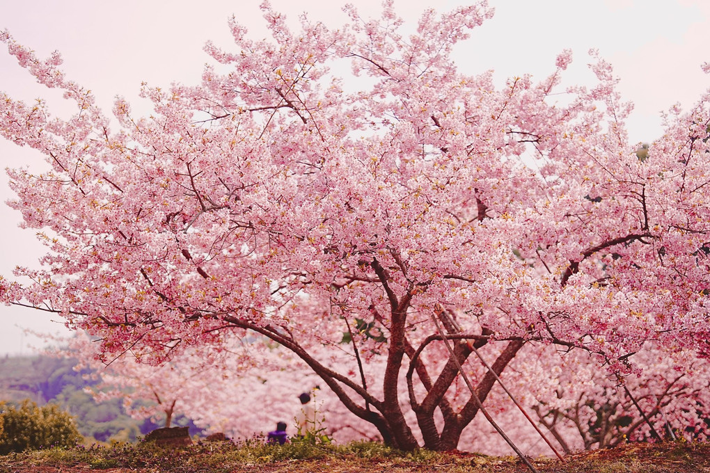 河津桜の木のしたで