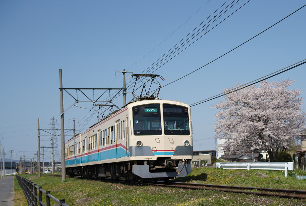 近江鉄道の春